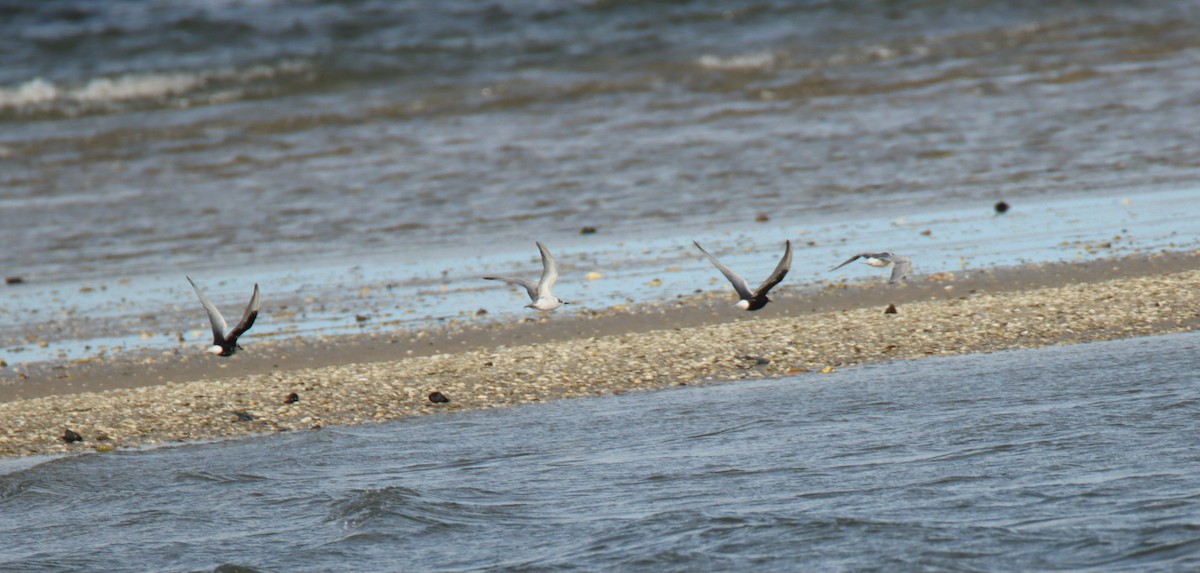 White-winged Tern - ML617772550