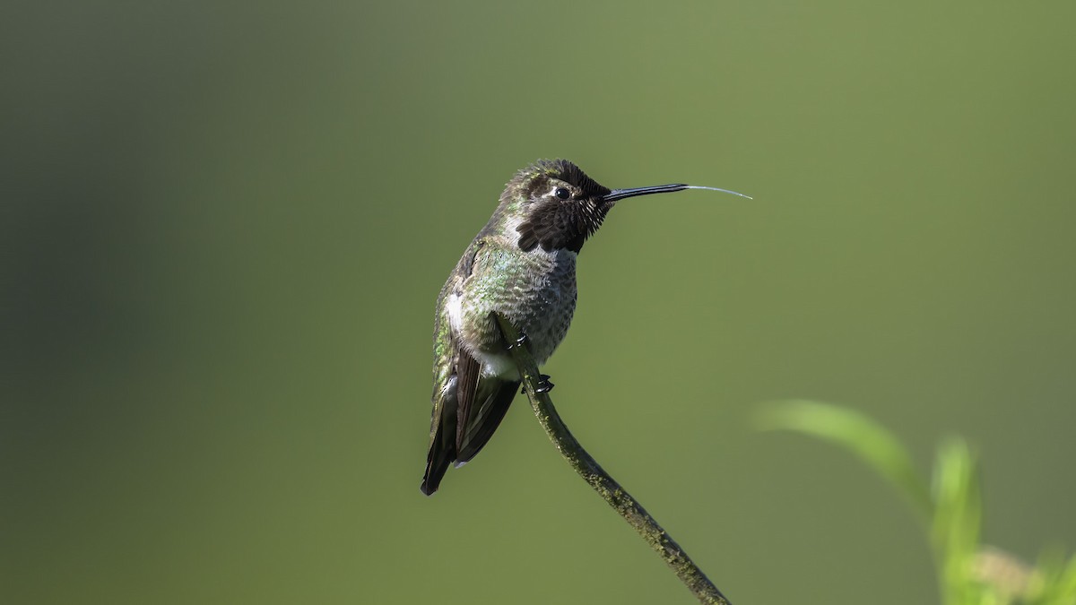 Anna's Hummingbird - Mike Gifford