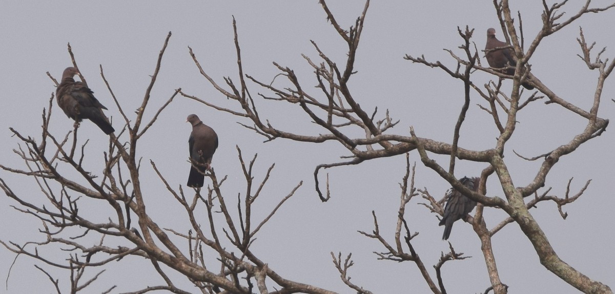 Red-billed Pigeon - Zuly Escobedo / Osberto Pineda