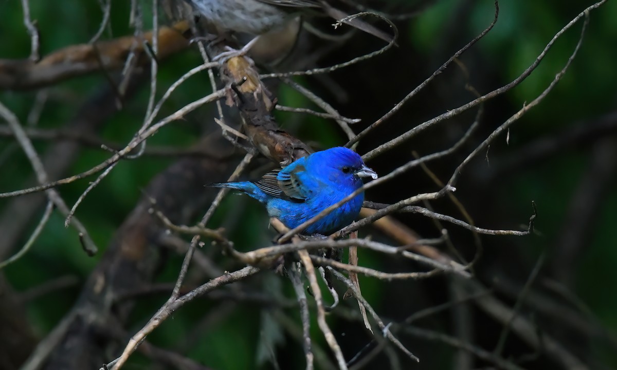 Indigo Bunting - Bill Williams