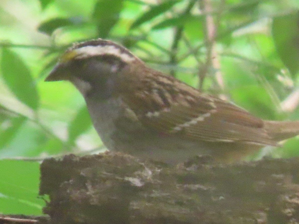 White-throated Sparrow - ML617772658