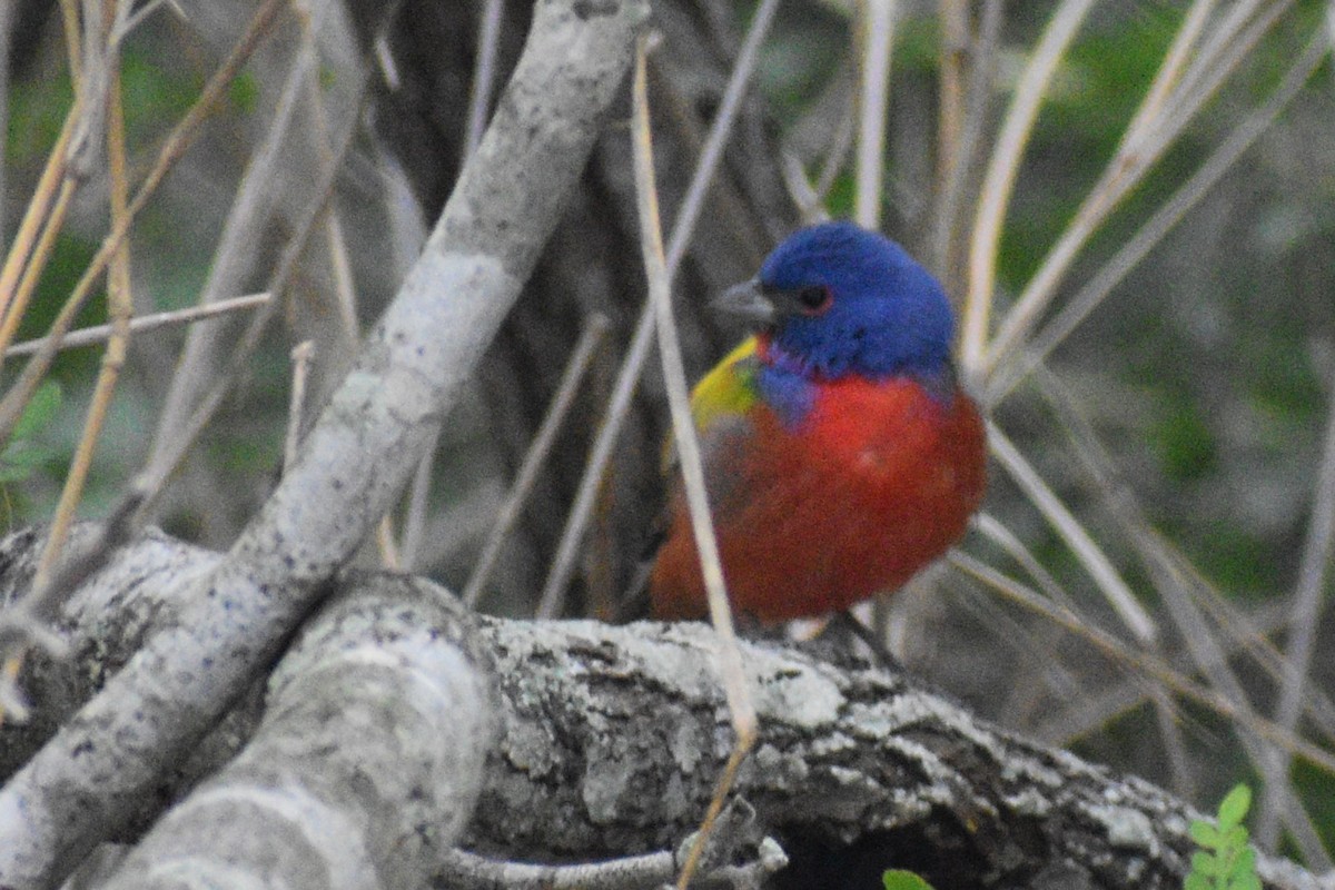 Painted Bunting - Cate de la Garza Millard