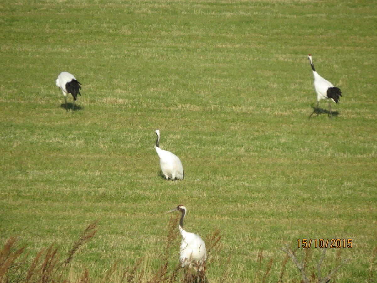 Red-crowned Crane - ML617772675