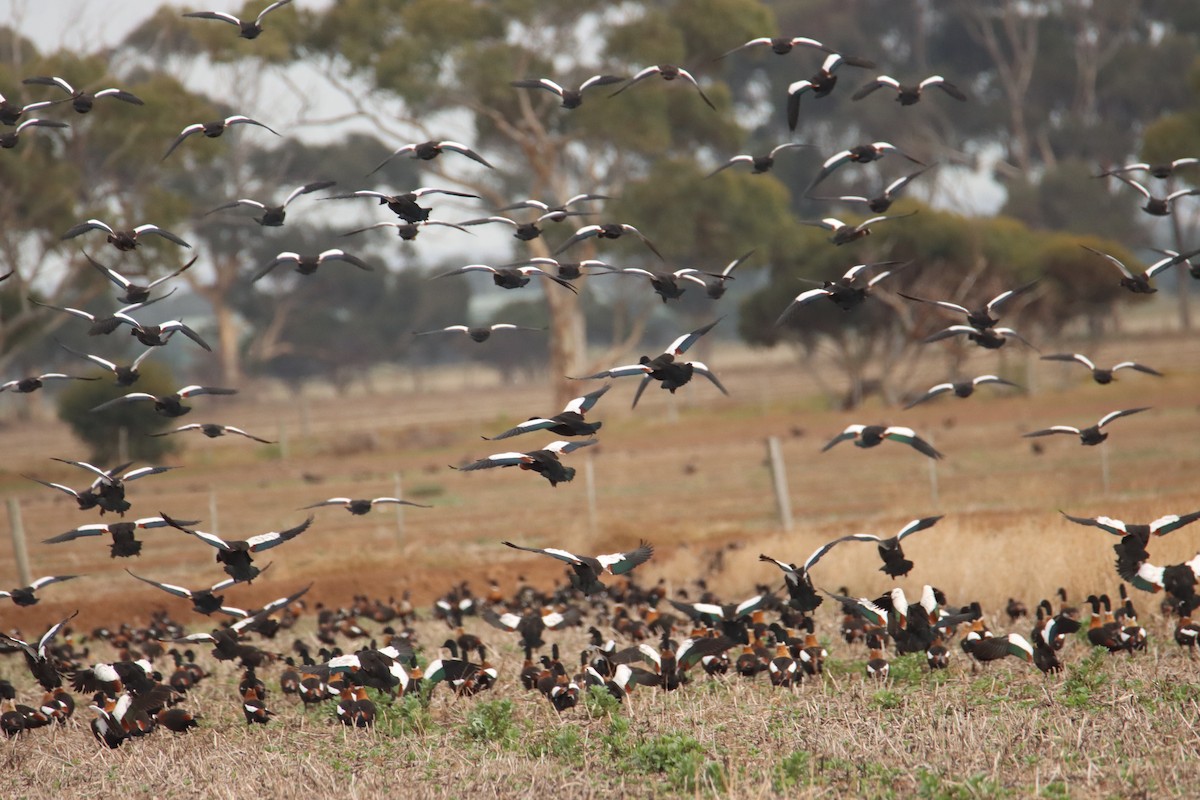 Australian Shelduck - Sharon Redman