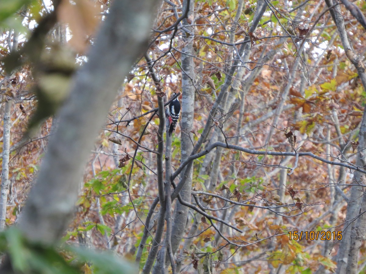 Great Spotted Woodpecker - ML617772712