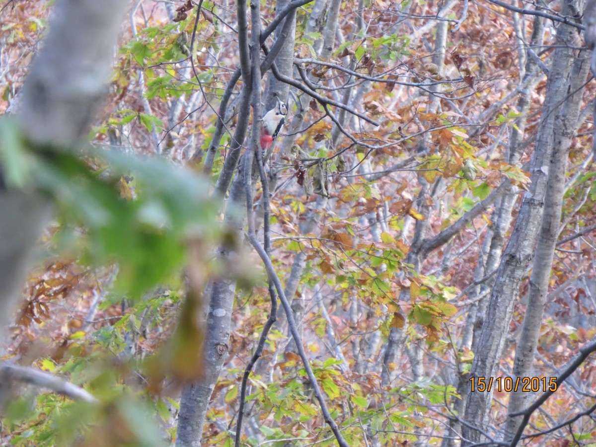 Great Spotted Woodpecker - ML617772714