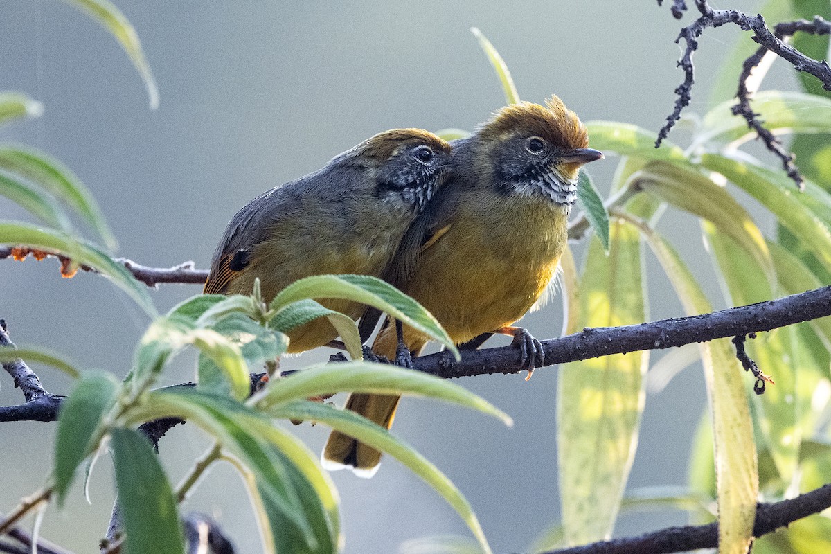 Chestnut-tailed Minla - ML617772726