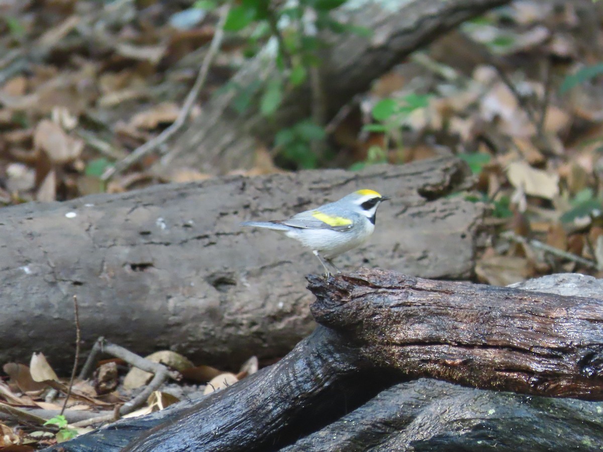 Golden-winged Warbler - ML617772781