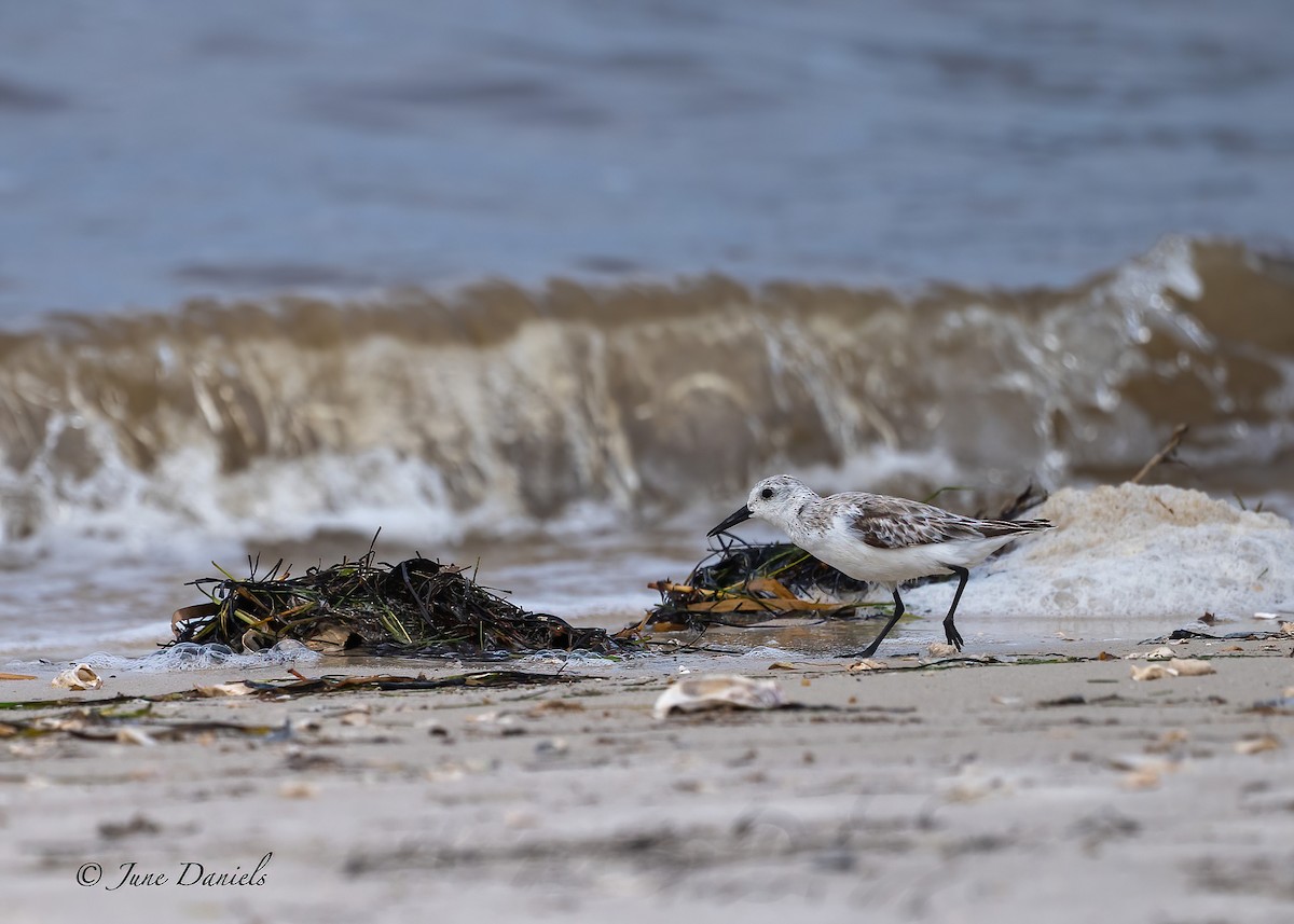 Bécasseau sanderling - ML617772803