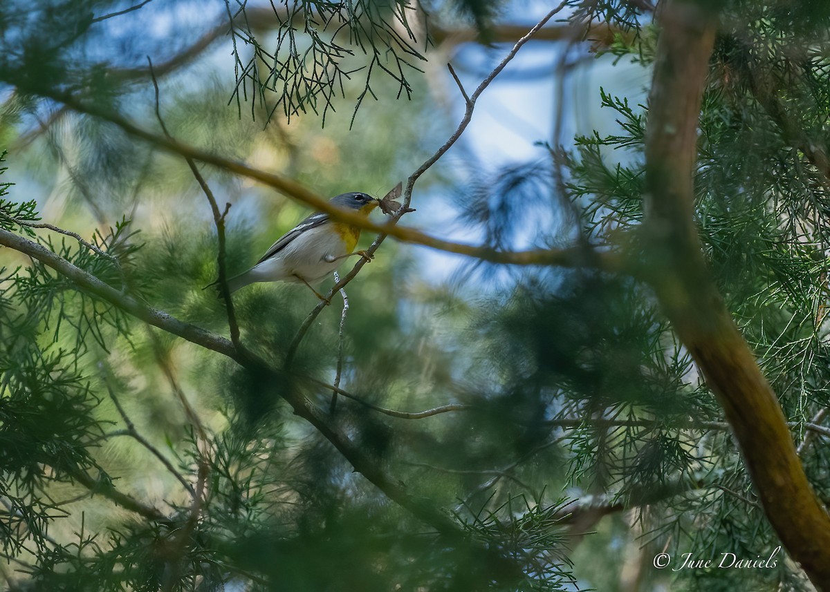 Northern Parula - June and Gary Daniels