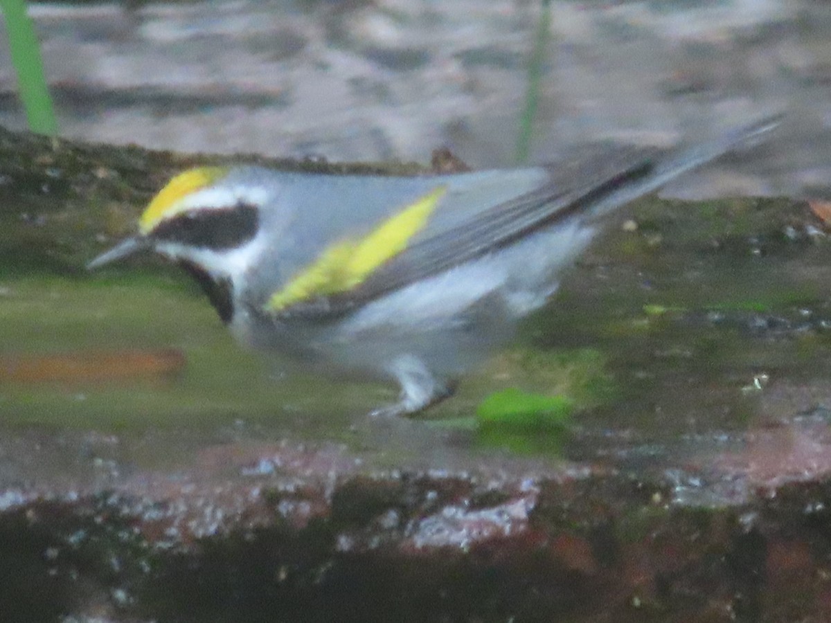 Golden-winged Warbler - ML617772834