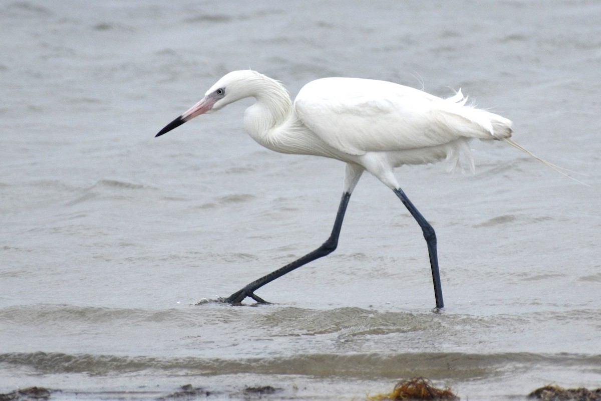 Reddish Egret - ML617772838