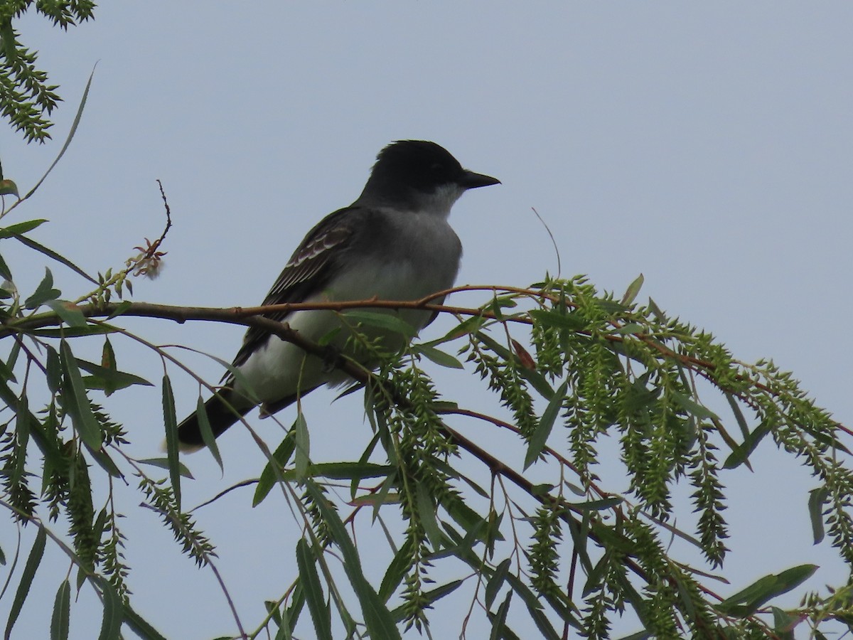 Eastern Kingbird - ML617772853