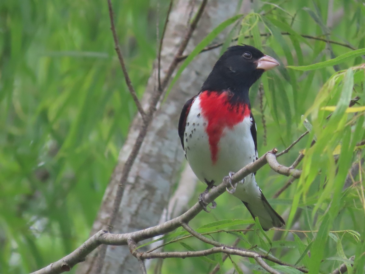 Rose-breasted Grosbeak - ML617772868