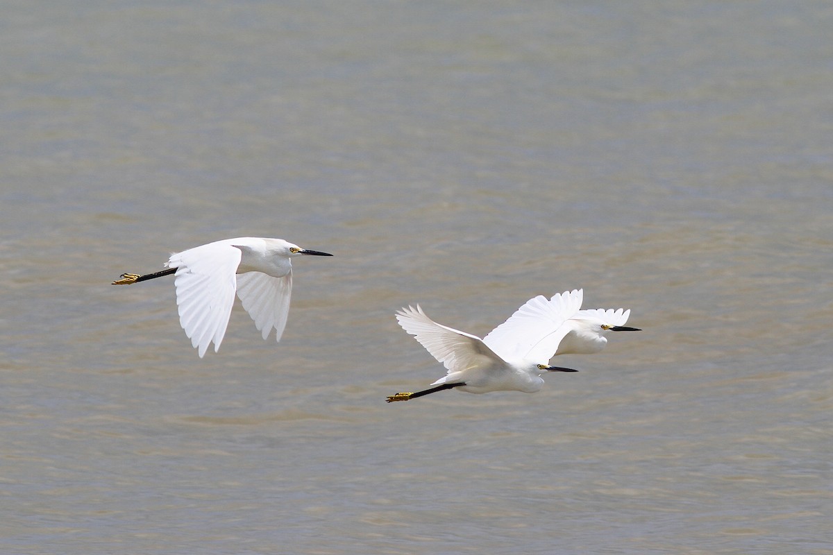 Snowy Egret - ML617772915