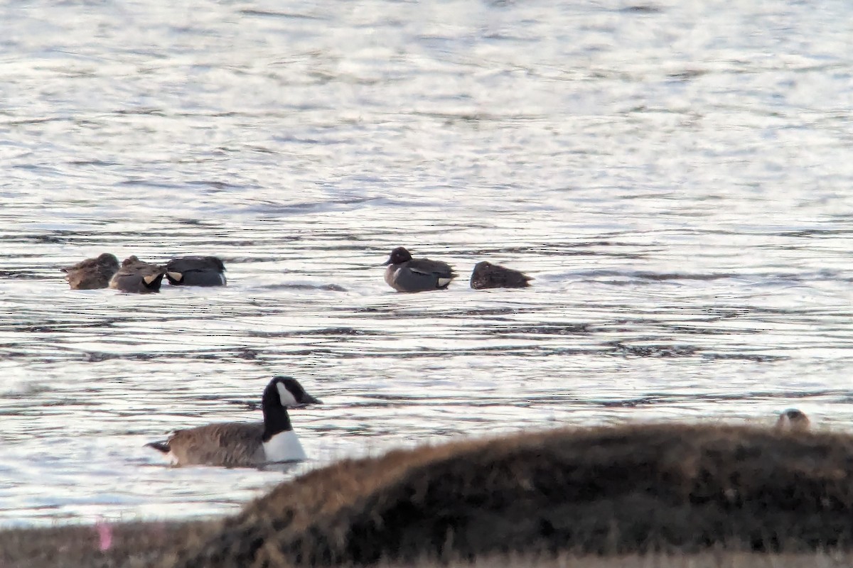 Green-winged Teal - ML617772917