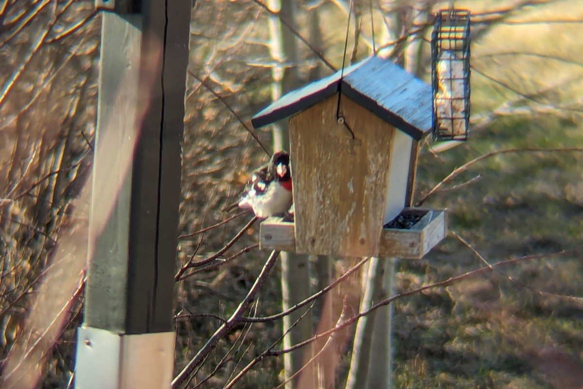 Rose-breasted Grosbeak - ML617772947