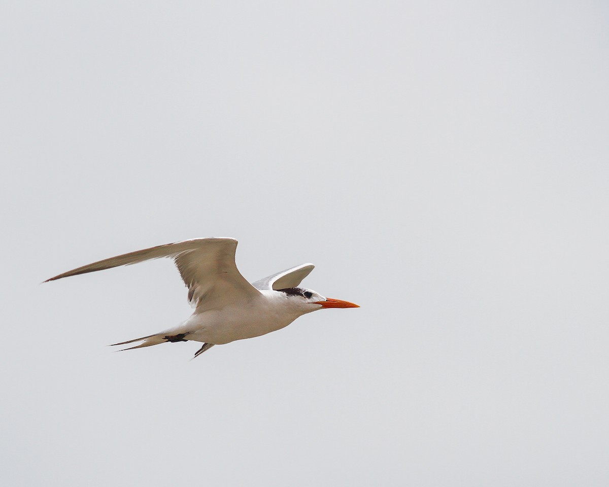 Royal Tern - ML617772961