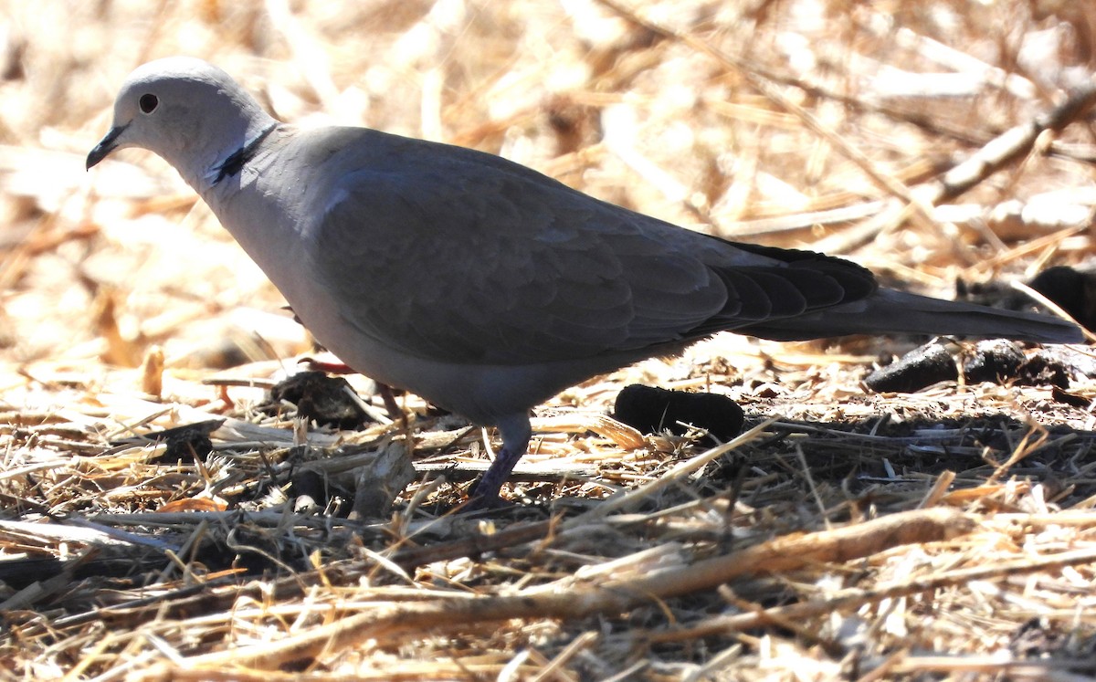 Eurasian Collared-Dove - ML617772989