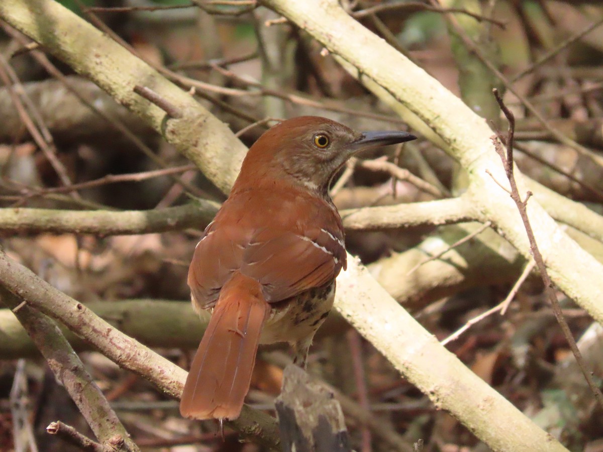 Brown Thrasher - ML617772998