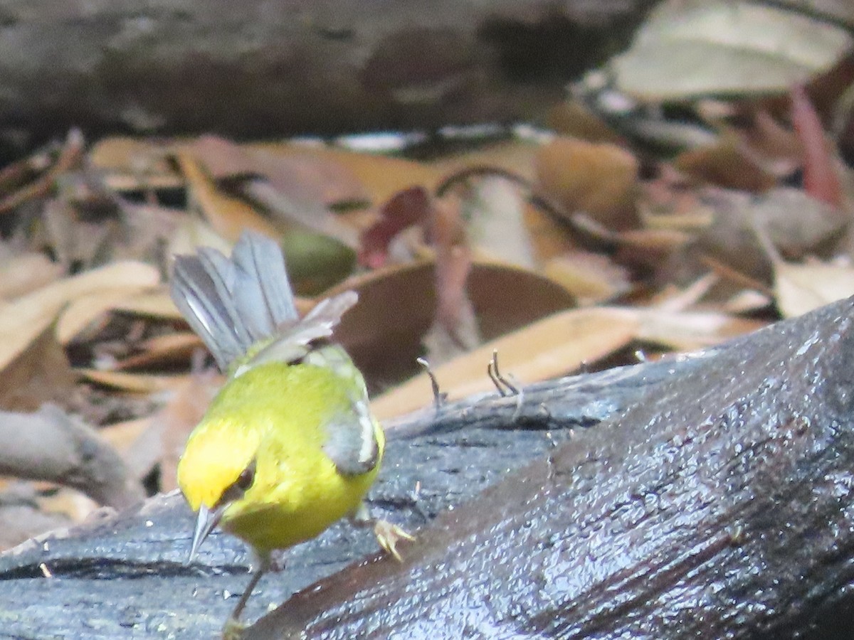 Blauflügel-Waldsänger - ML617773004