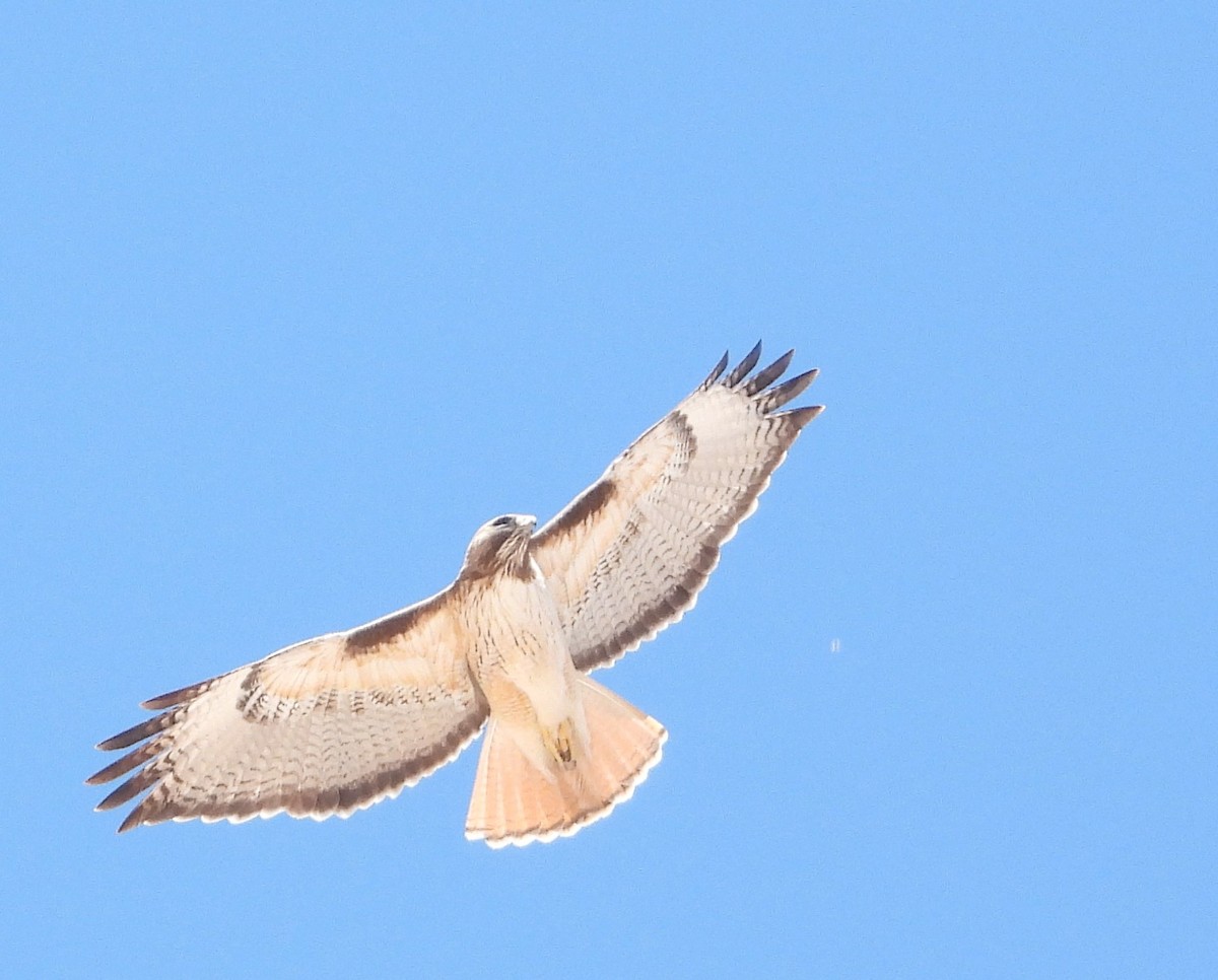 Red-tailed Hawk - ML617773007