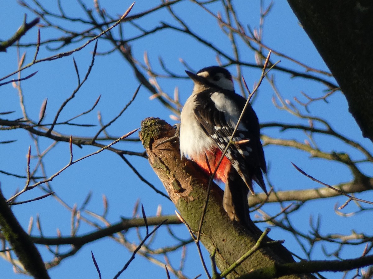 Great Spotted Woodpecker - ML617773011