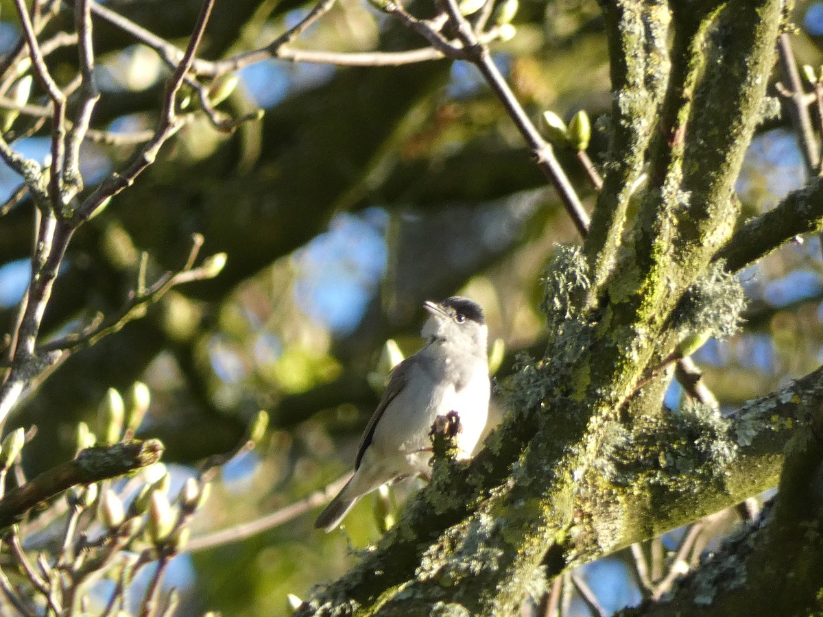 Eurasian Blackcap - ML617773025