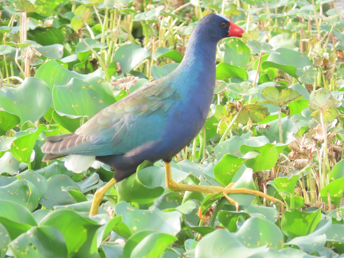 Purple Gallinule - ML617773031