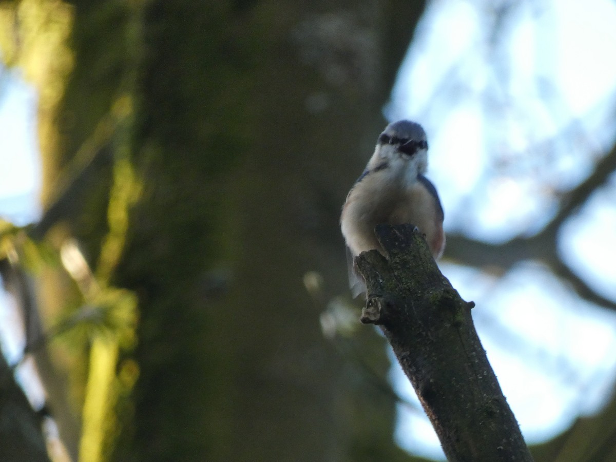 Eurasian Nuthatch - ML617773050