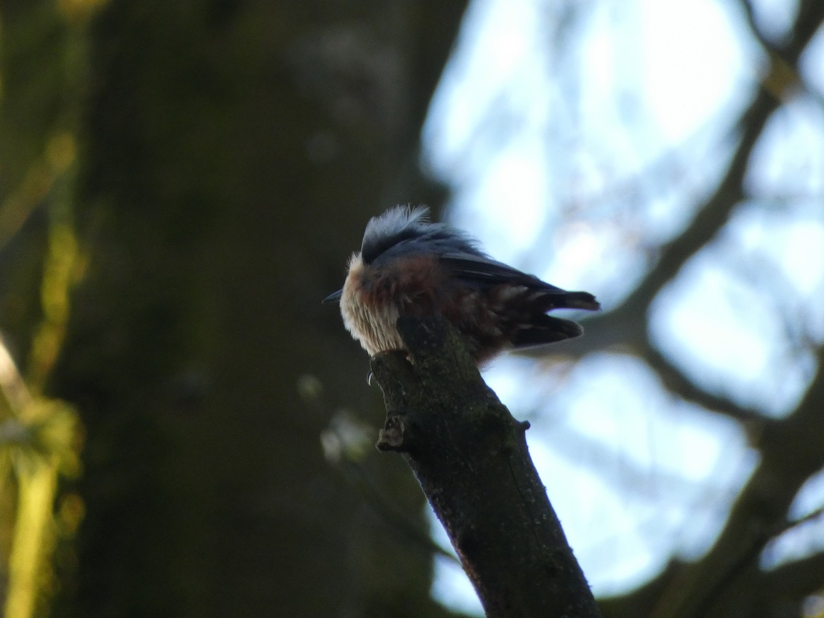 Eurasian Nuthatch - ML617773051