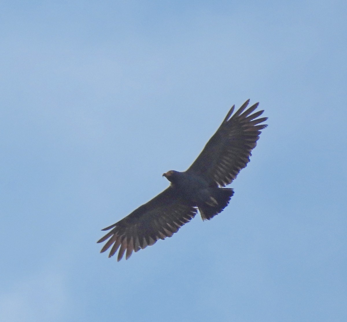 Slender-billed Kite - ML617773055