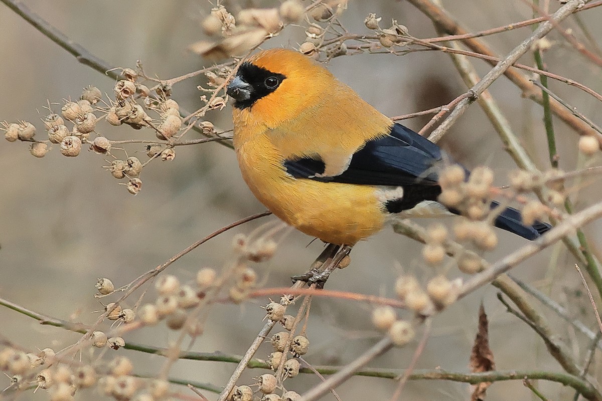 Orange Bullfinch - Manjusha Savant