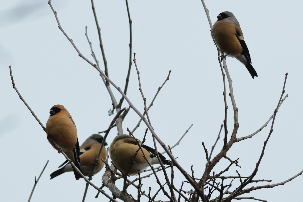 Orange Bullfinch - Manjusha Savant