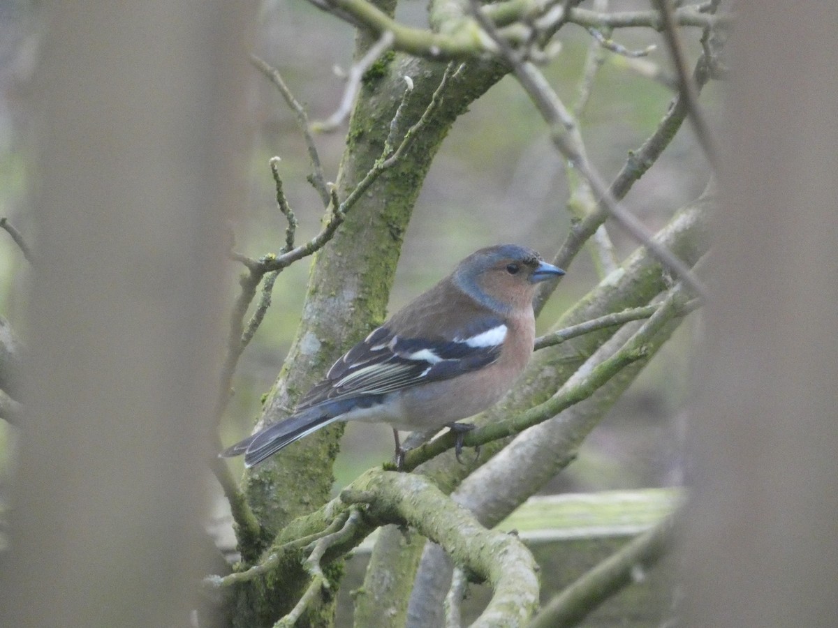 Common Chaffinch - ML617773066