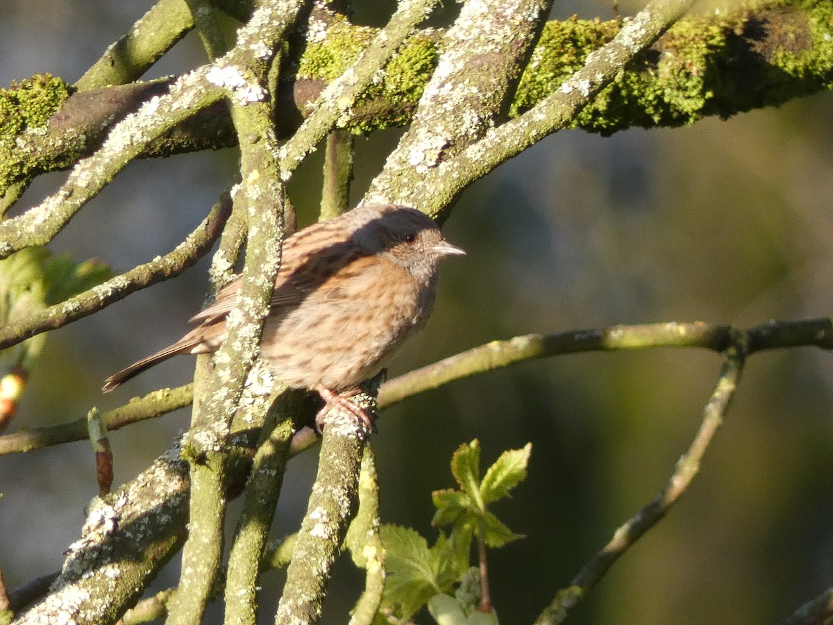 European Robin - ML617773073