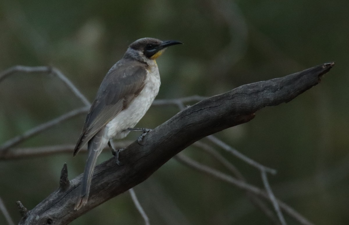 Little Friarbird - ML617773102