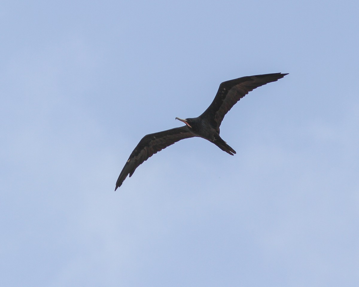 Magnificent Frigatebird - ML617773111