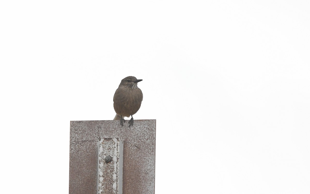 Black-billed Shrike-Tyrant - ML617773116