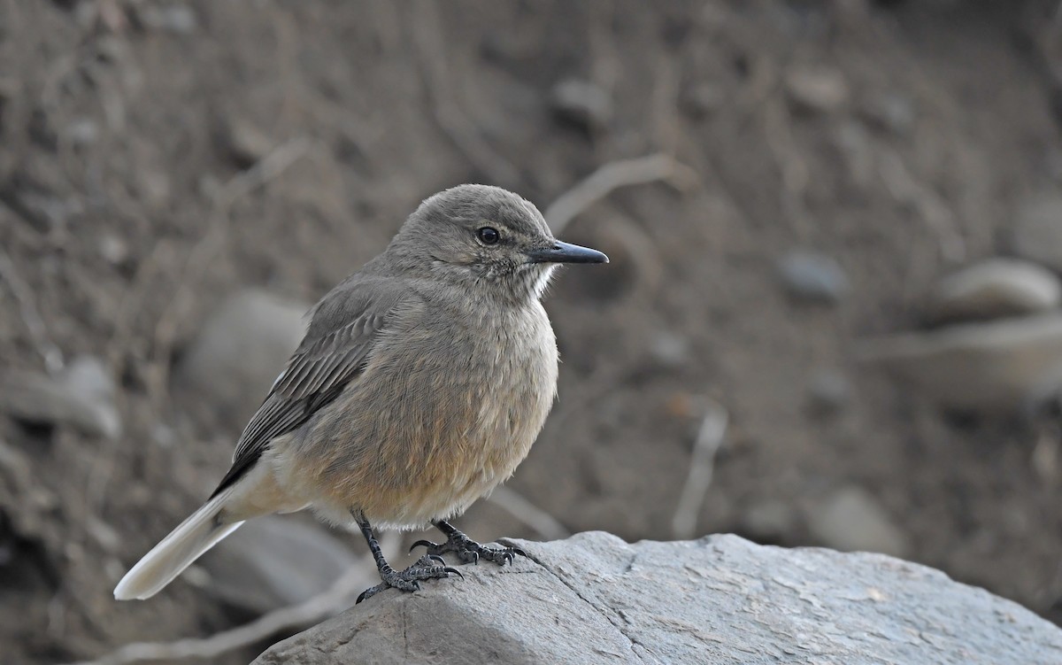 Black-billed Shrike-Tyrant - ML617773118