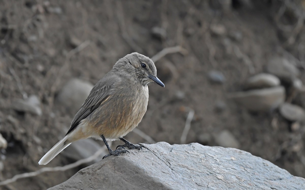 Black-billed Shrike-Tyrant - ML617773119