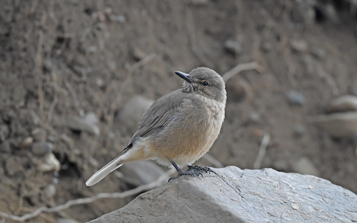 Black-billed Shrike-Tyrant - ML617773120