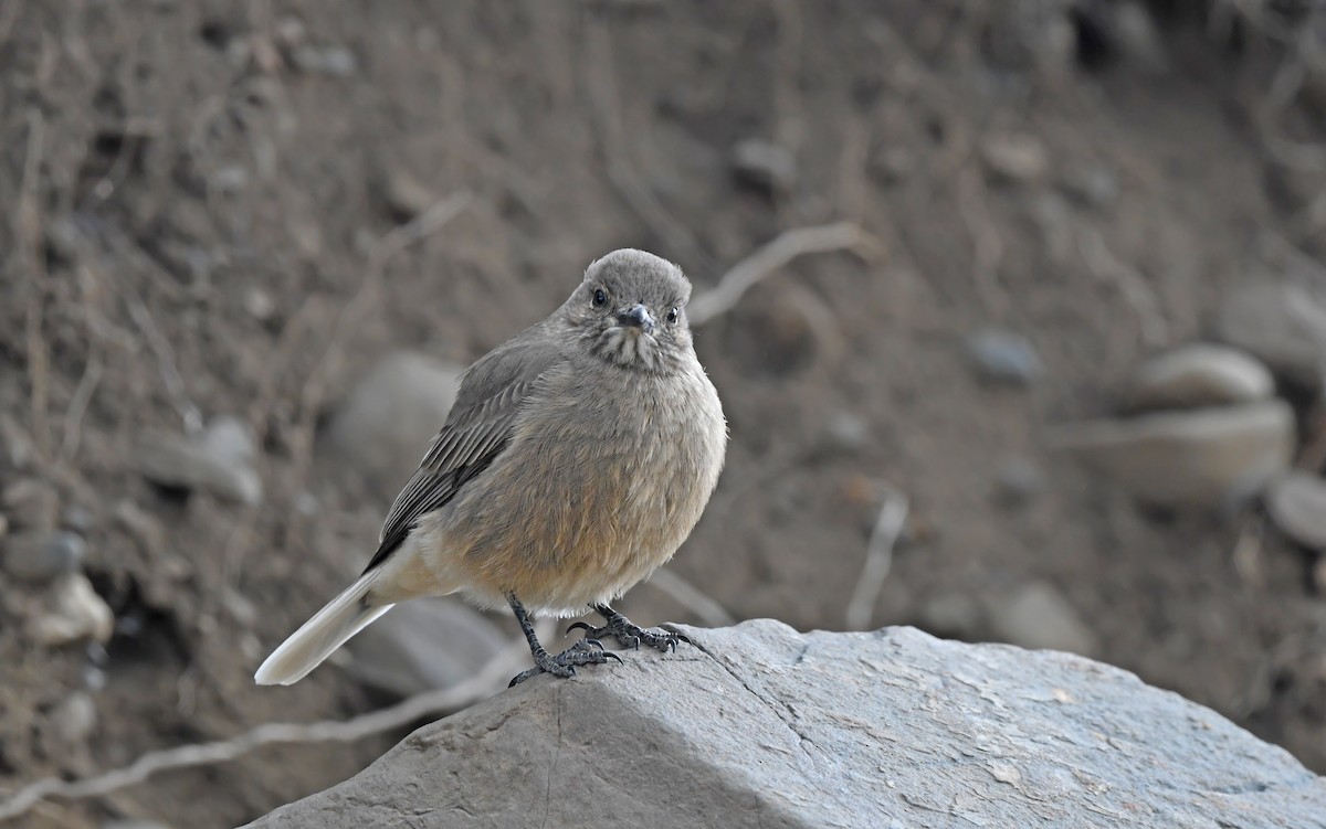 Black-billed Shrike-Tyrant - ML617773121