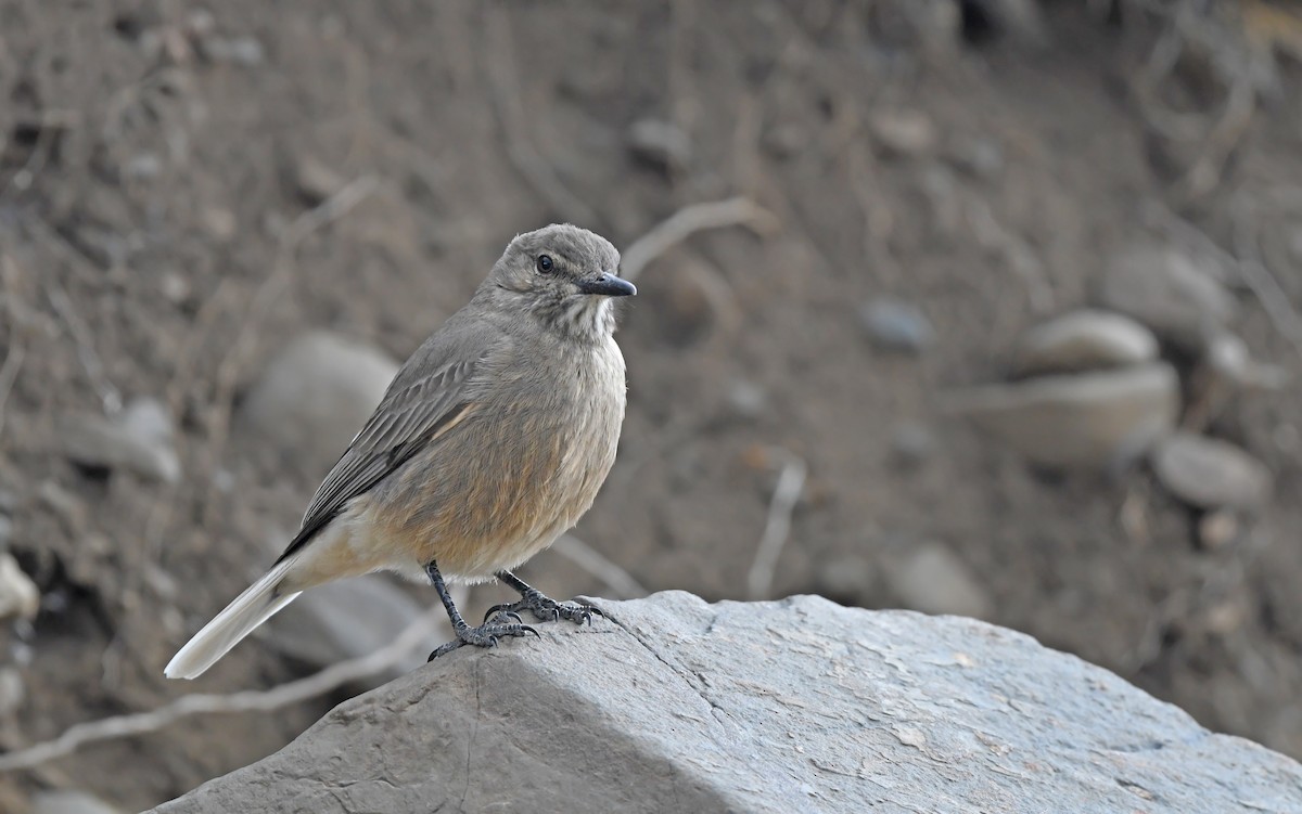 Black-billed Shrike-Tyrant - ML617773122