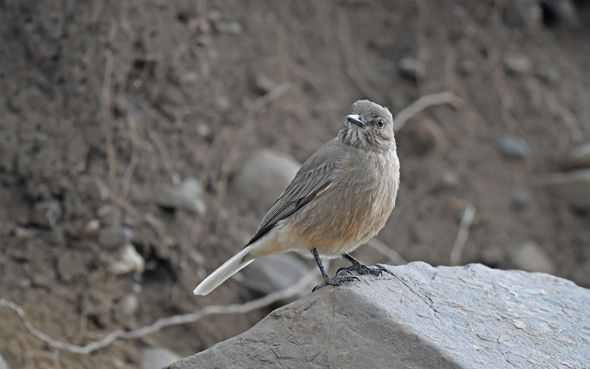 Black-billed Shrike-Tyrant - ML617773123