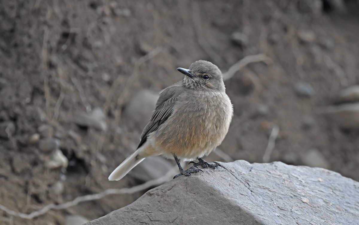 Black-billed Shrike-Tyrant - ML617773124