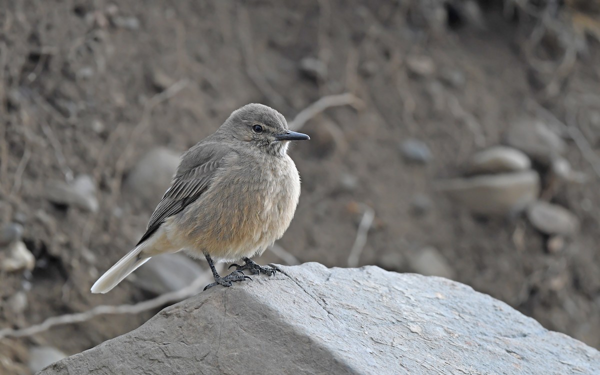 Black-billed Shrike-Tyrant - ML617773126