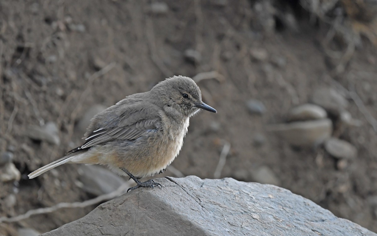 Black-billed Shrike-Tyrant - ML617773128