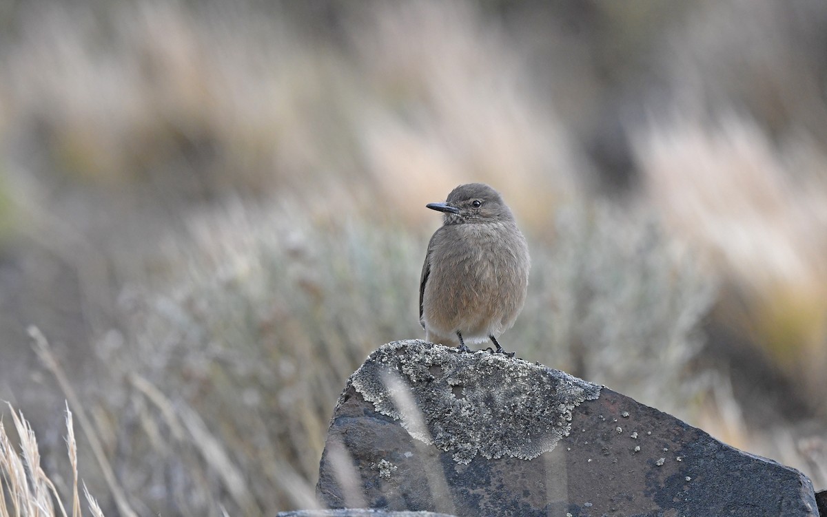 Black-billed Shrike-Tyrant - ML617773129