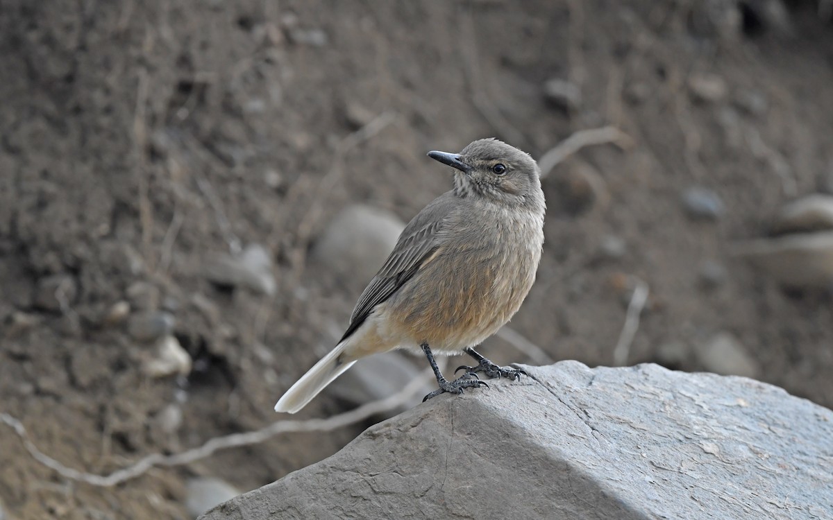 Black-billed Shrike-Tyrant - ML617773131